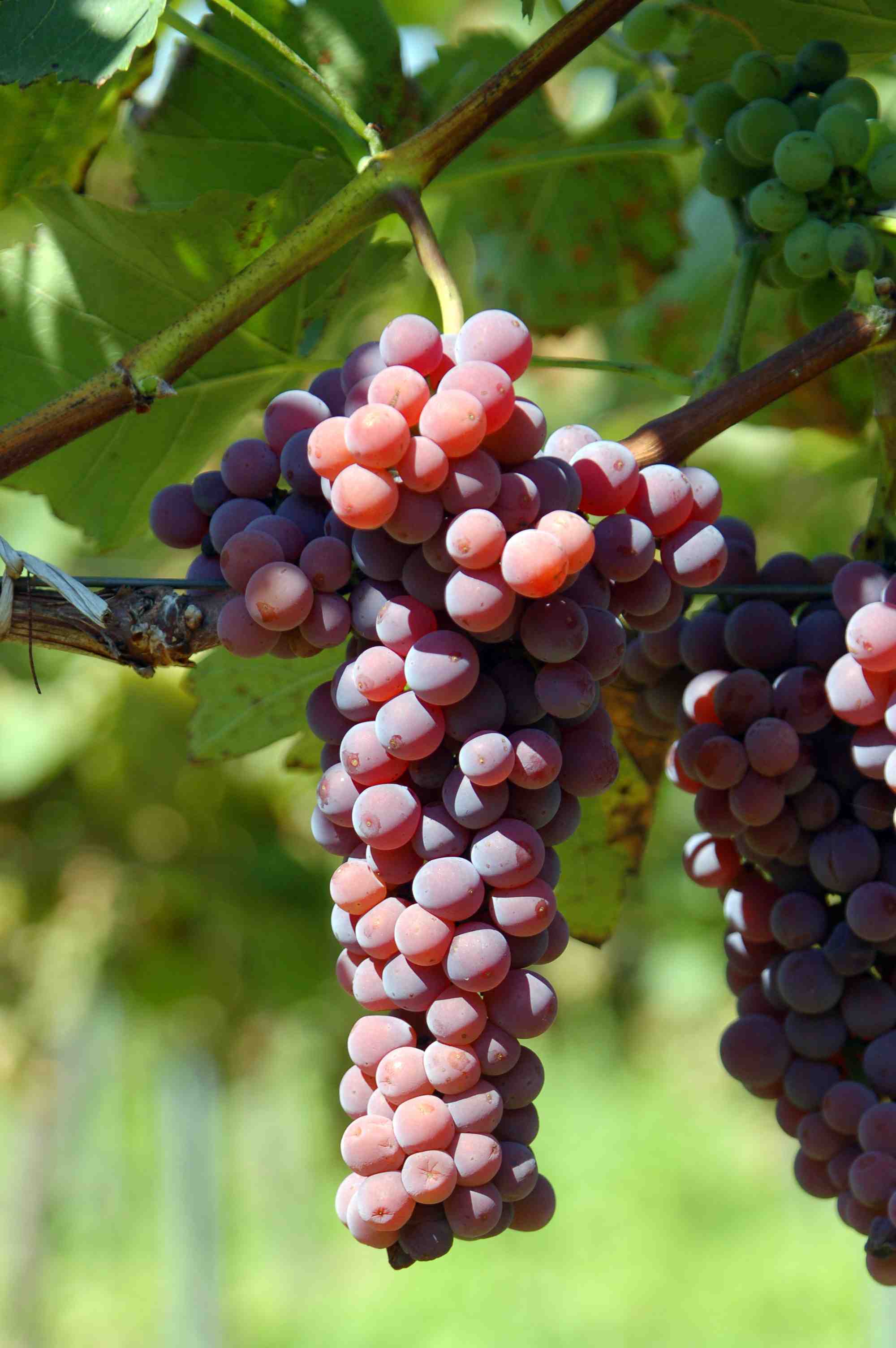 Souvignier Gris — pilzresistente Rebsorte mit gesunden Beeren