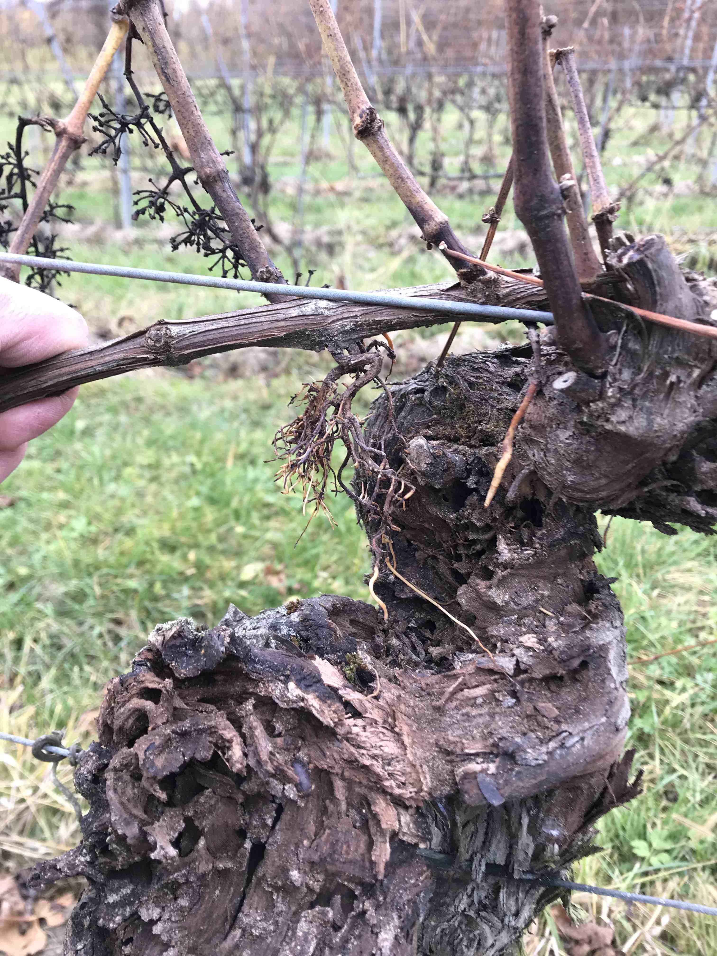Weinstock mit Esca-Stammschäden — Blick auf die Wundzone nach dem Sanierungsschnitt